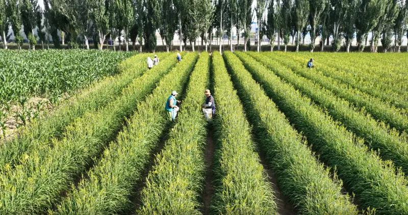 宁夏盐池:4.2万亩黄花菜全面开采