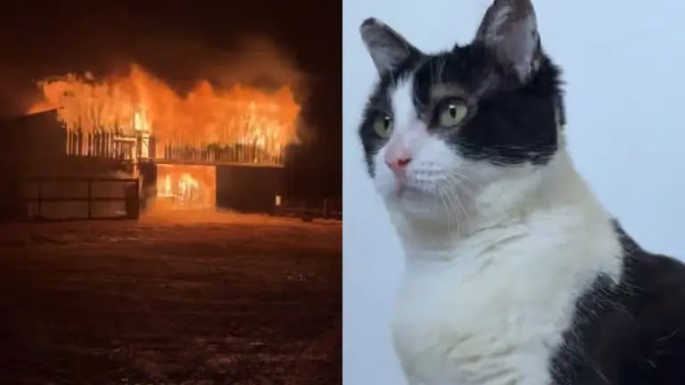 猫真的有九条命?大火烧焦的黑猫3个月重回颜值巅峰