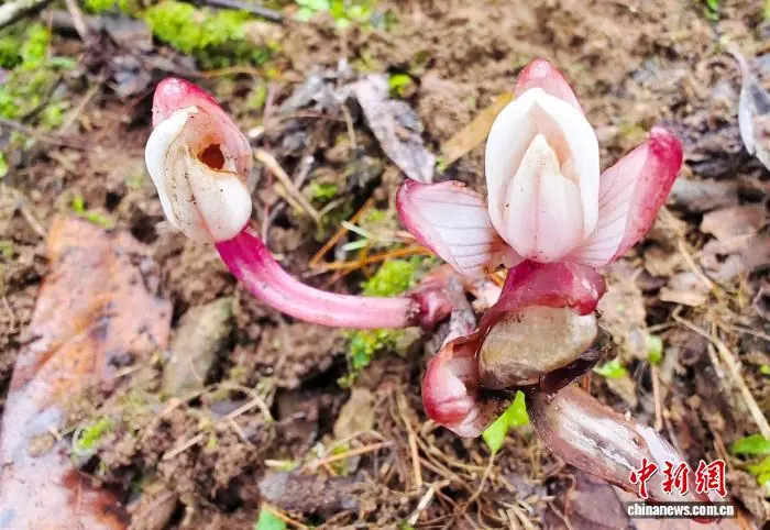 云南无量山发现珍稀兰花新记录种宽距兰