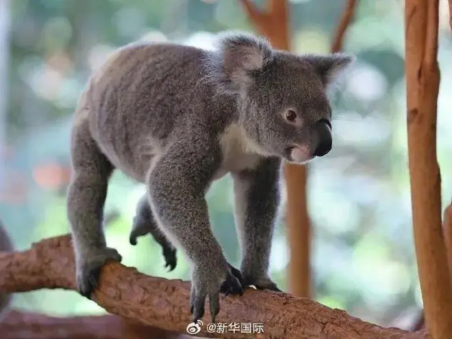 抢救和保存考拉精子与卵子!澳大利亚昆士兰大学建考拉精卵联合储存库
