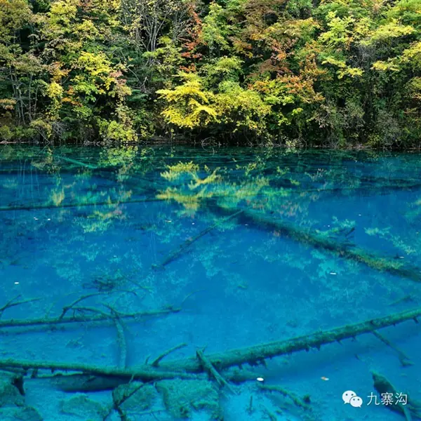 九寨沟湖水绚丽色彩系自然形成,无染色无污染