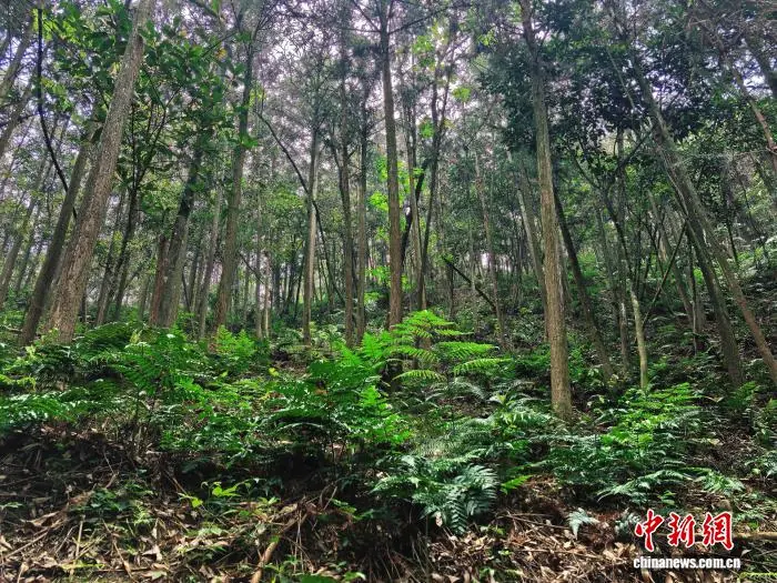 从侏罗纪走来的“金毛狗”在福建长泰安家